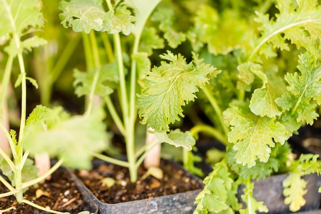 Plantes potagères à vendre au marché de producteurs locaux.