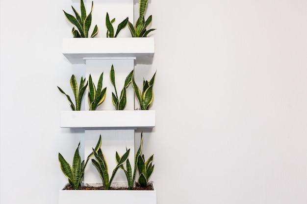 Plantes en pots carrés sur un mur clair sur les étagères. Décorations pour le bureau et la maison, solutions de design intéressantes