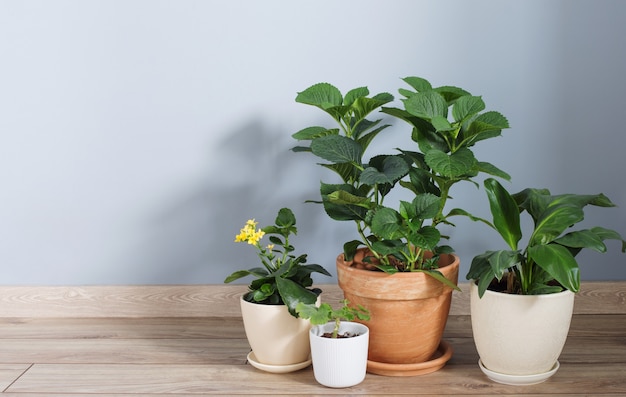 Plantes en pots sur plancher en bois à l'intérieur