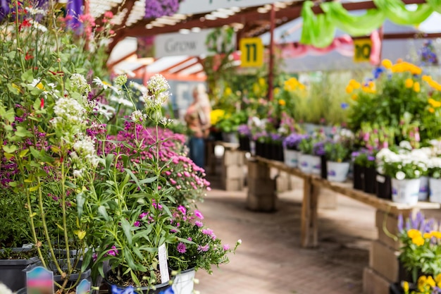 Photo plantes en pots en vente à la jardinerie locale.