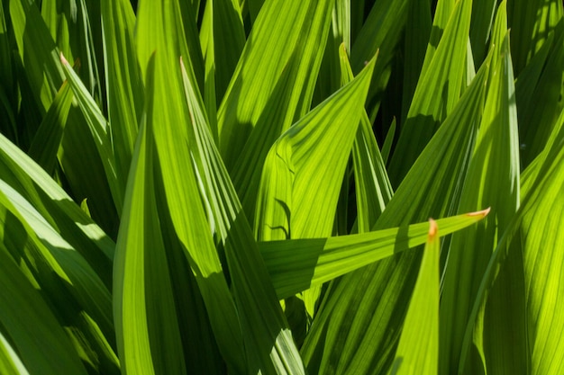 Plantes poussant sur un arbre