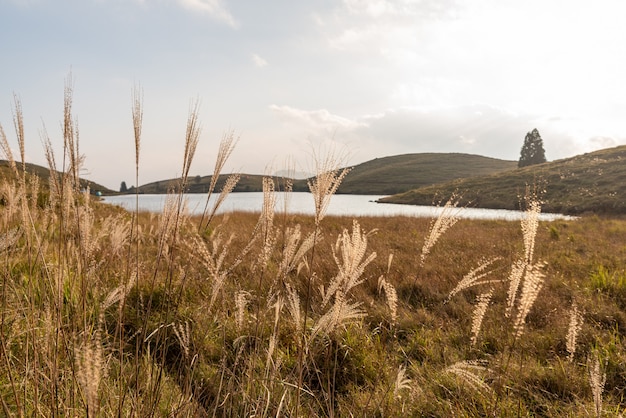 Plantes poussant au bord du lac sur le pré