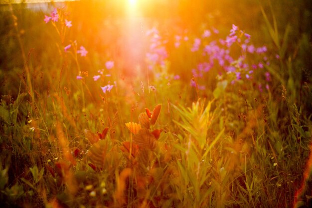Photo plantes poussant sur le champ au coucher du soleil