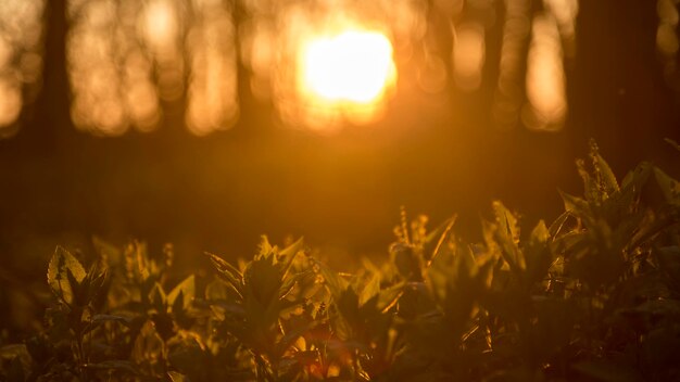 Photo plantes poussant sur le champ au coucher du soleil