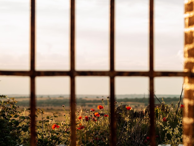 Photo des plantes poussant sur le champ contre le ciel vu par la fenêtre