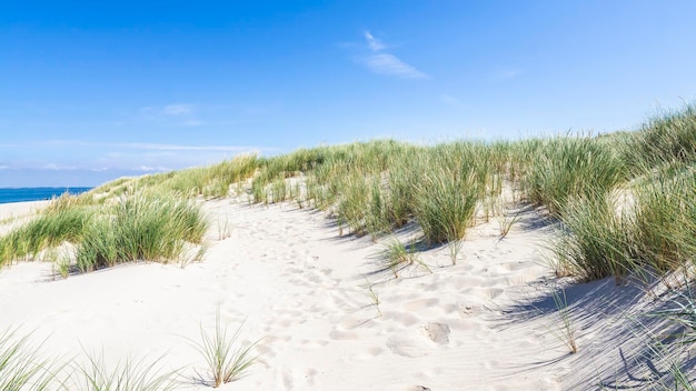 Des plantes poussant sur la plage contre le ciel