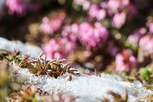 Plantes poussant sous la neige sur un arrière-plan flou de fleurs roses dans un jardin de printemps