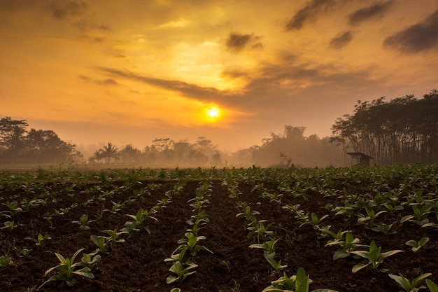 Plantes poussant sur le terrain contre le ciel au coucher du soleil