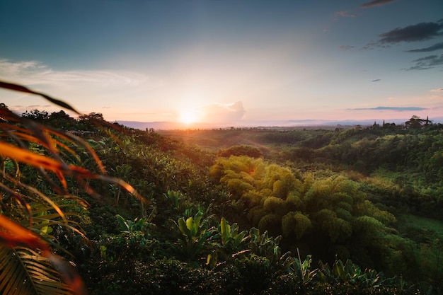 Photo plantes poussant sur la terre contre le ciel au coucher du soleil