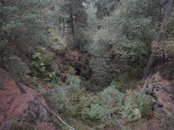 Photo plantes poussant sur le tronc d'arbre