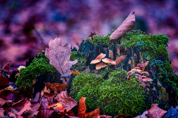 Les plantes poussent sur les arbres contre le ciel