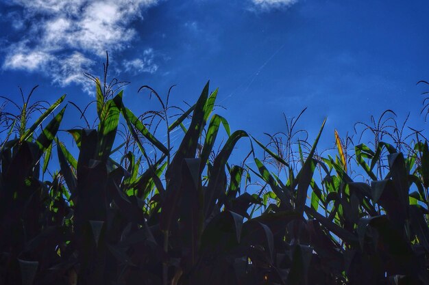 Les plantes poussent sur le champ contre le ciel bleu