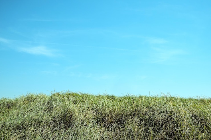 Photo les plantes poussent sur le champ contre le ciel