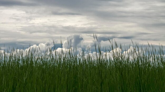 Photo les plantes poussent sur le champ contre le ciel