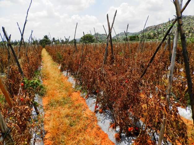 Photo les plantes poussent sur le champ contre le ciel