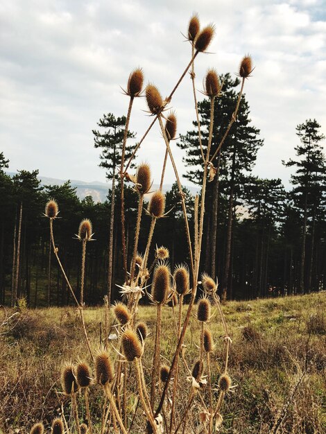 Photo les plantes poussent sur le champ contre le ciel