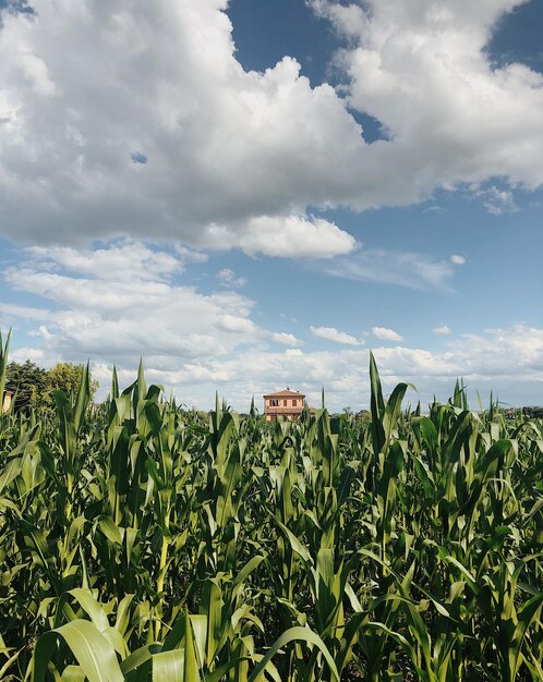 Photo les plantes poussent sur le champ contre le ciel