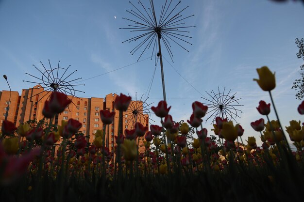 Les plantes poussent sur le champ contre le ciel