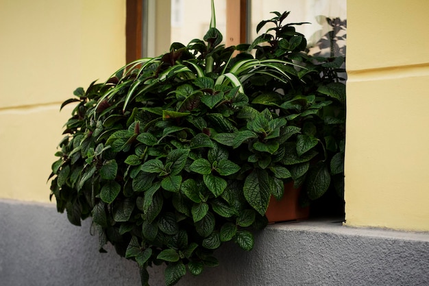 Plantes près de la fenêtre