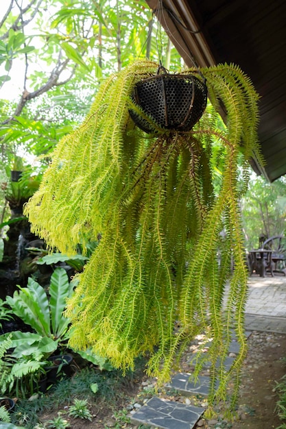 Plantes purificatrices d'air pour la maison