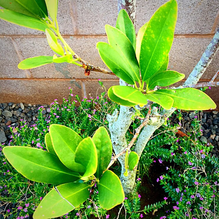 Photo des plantes qui poussent sur un arbre