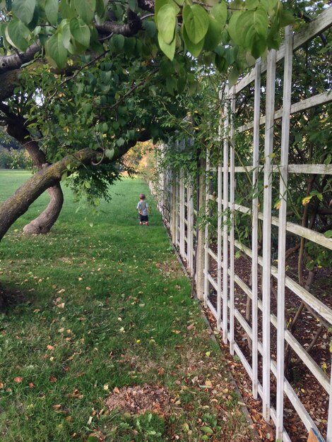 Des plantes qui poussent sur un arbre