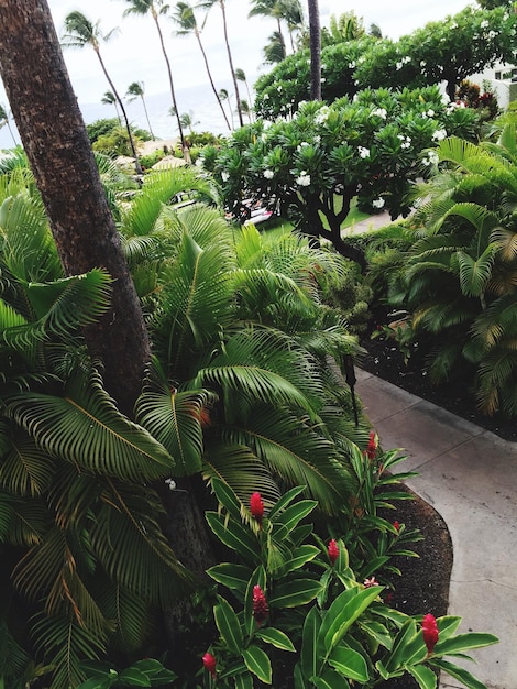 Photo plantes qui poussent sur des arbres