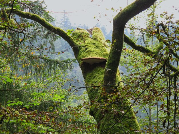 Plantes qui poussent sur les arbres