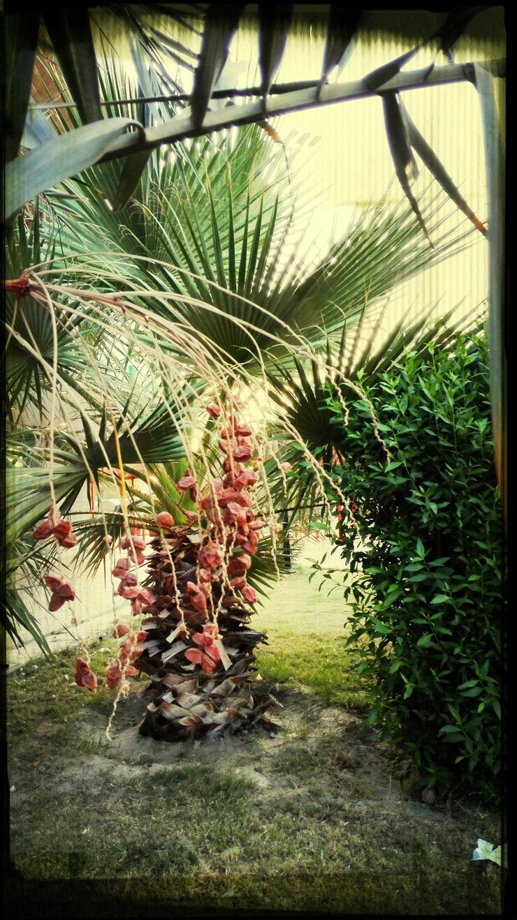Photo plantes qui poussent sur des arbres