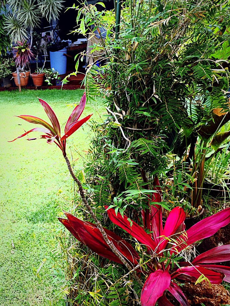 Photo plantes qui poussent sur des arbres