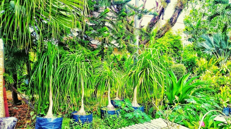 Photo plantes qui poussent sur des arbres