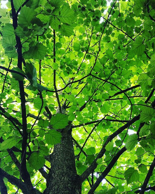 Photo plantes qui poussent sur des arbres