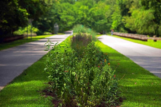Plantes qui poussent au milieu d'un sentier dans un parc
