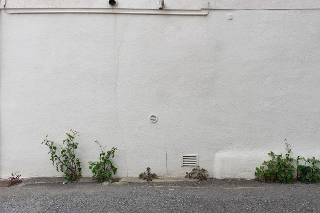 Plantes qui poussent contre le mur en ville