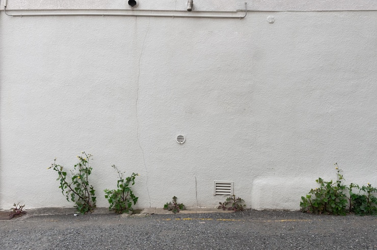 Photo plantes qui poussent contre le mur en ville
