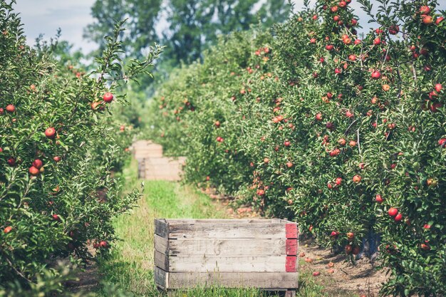 Photo plantes qui poussent dans les champs