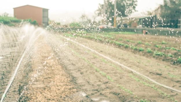 Photo plantes qui poussent dans les champs