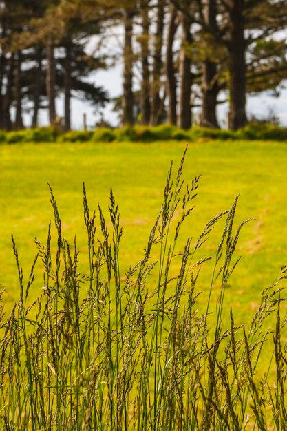 Photo plantes qui poussent dans les champs