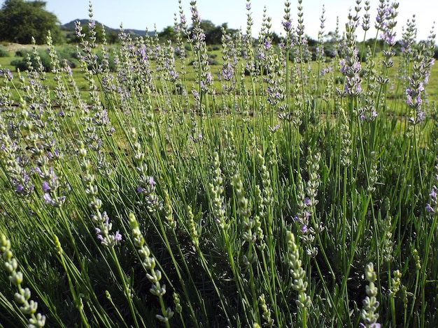 Photo plantes qui poussent dans les champs