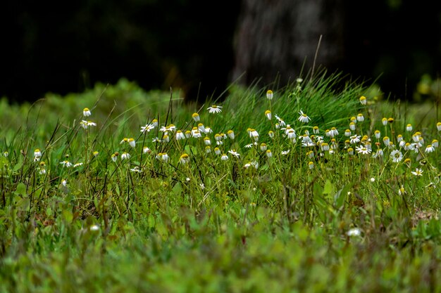 Photo plantes qui poussent dans les champs