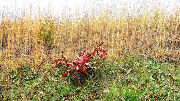 Plantes qui poussent dans les champs