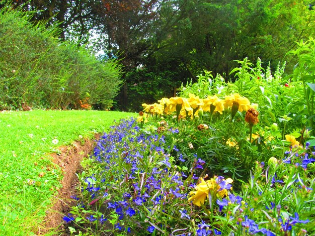 Photo plantes qui poussent dans les champs