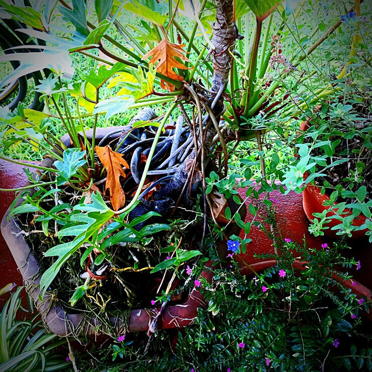 Photo plantes qui poussent dans la cour