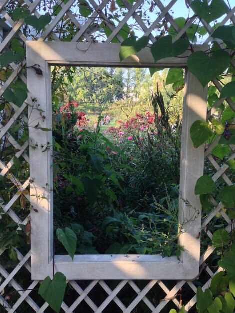 Photo plantes qui poussent dans la cour