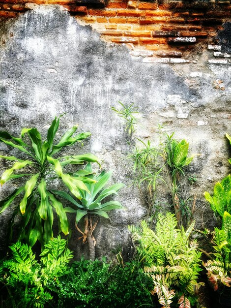 Plantes qui poussent dans l'eau