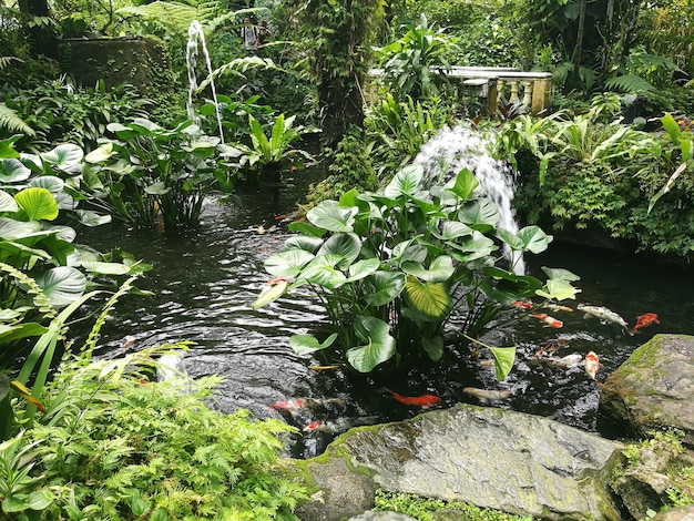 Plantes qui poussent dans un parc