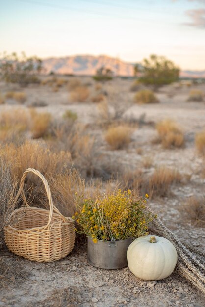 Photo plantes qui poussent en panier sur terre