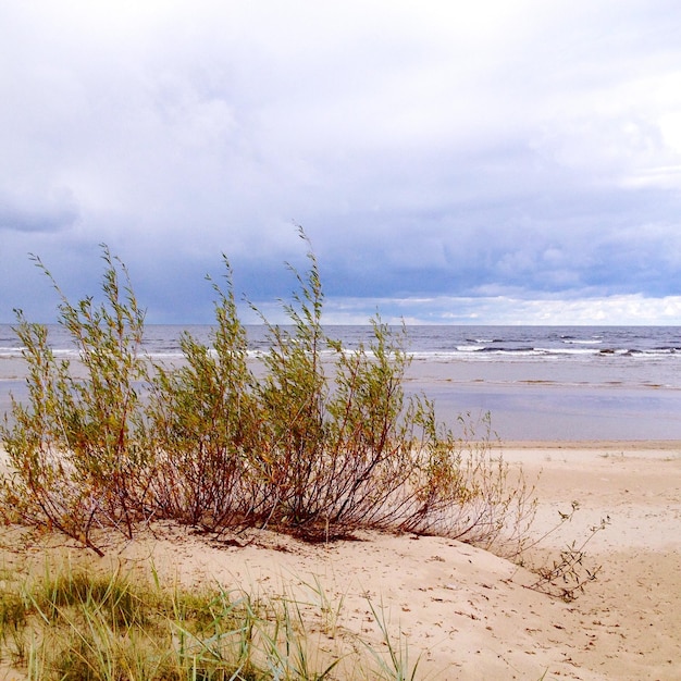 Photo des plantes qui poussent sur la plage contre un ciel nuageux