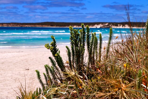 Des plantes qui poussent sur la plage contre le ciel