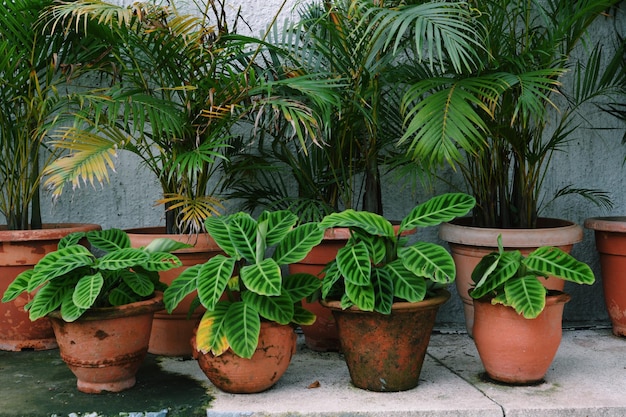 Plantes qui poussent en rangée